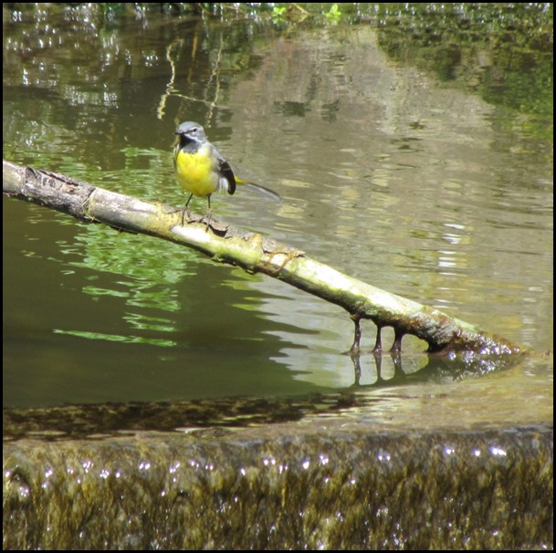 16 Gray Wagtail