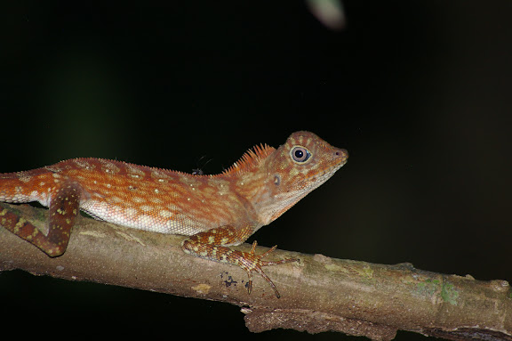 Gonocephalus bornensis SCHLEGEL, 1848. Pangui. Sukau (Sabah), 7 août 2011. Photo : J.-M. Gayman