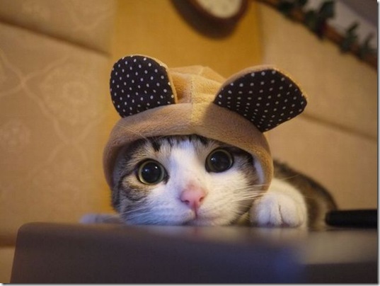 funny-animals-haha-23