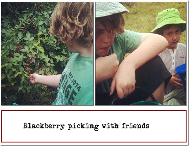blackberry picking feb 2012