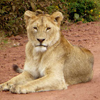 Junger Löwe auf der Zufahrt zum Ngorongorokrater © Foto: Ulrike Pârvu | Outback Africa Erlebnisreisen