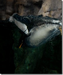 aquariumaugust13
