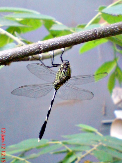 Orthetrum sabina - Slender Skimmer - Capung badak