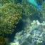 Snorkeling In The Whitsundays - Airlie Beach, Australia