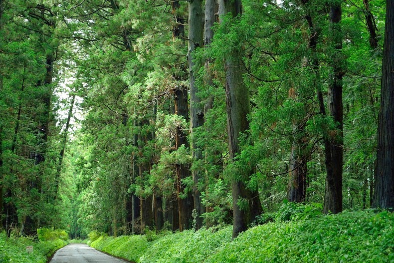 cedar-avenue-nikko-2 cedar-avenue-nikko-2