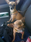 And if you see an animal of any kind in a car, be sure to locate an owner, alert them of the dangers or get help if the animal is in need of it.