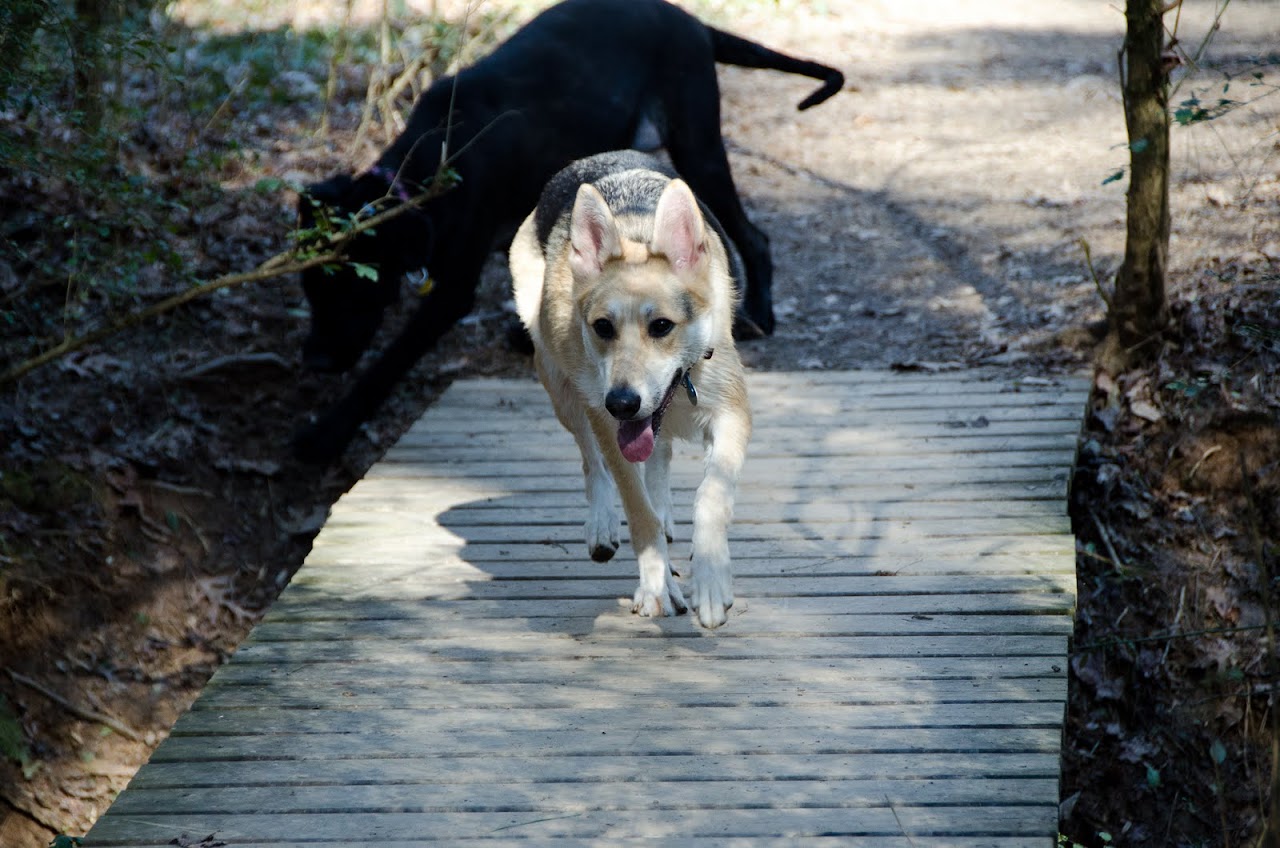 Dogs running