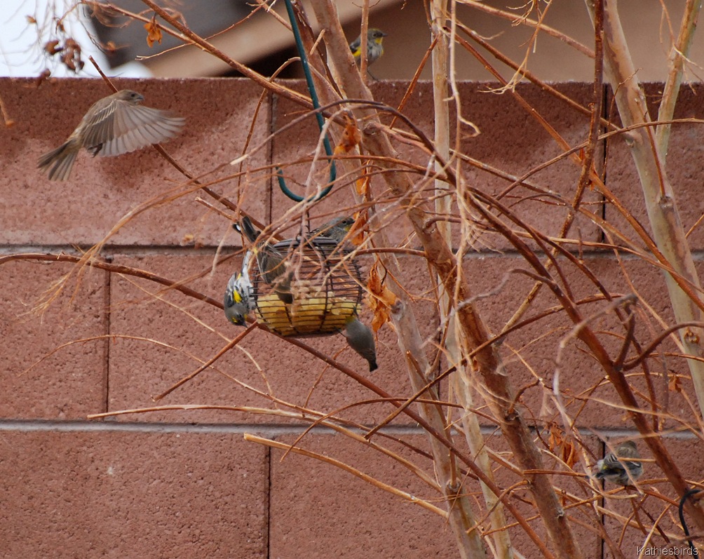 [13.%2520warblers%2520n%2520verdin-kab%255B3%255D.jpg]