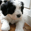 puppen 6 weken 019.jpg