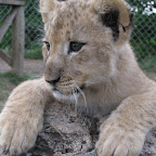lion16.jpg