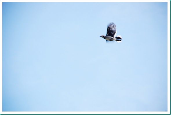 Blurry Blue Jay