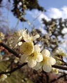 ume