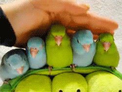 [Piriquitos10-2-m%25C3%25A3o%255B2%255D.gif]