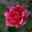 caravonica 1 (25).JPG