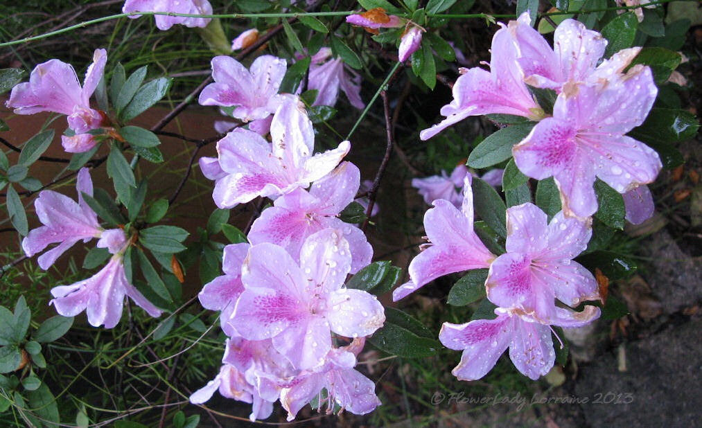 [02-14-azaleas%255B4%255D.jpg]
