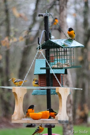 Seven Orioles