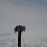 Hawks nest on top of channel marker.
