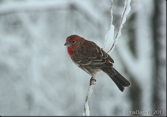 HFinch2_Feb6