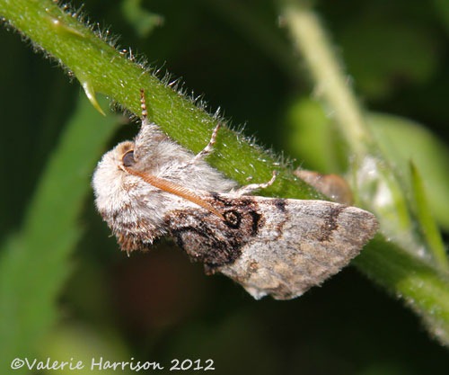 [Nut-tree-tussock-2%2520%25282%2529%255B2%255D.jpg]