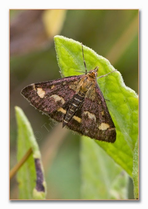 Day Moth 7  Common Purple and Gold