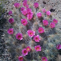Pitaya