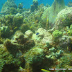 coralgardensdivesite6.jpg
