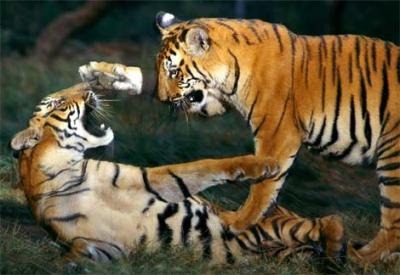 [Tigers_playing_at_Pilibhit_Tiger_Reserve_area%255B6%255D.jpg]