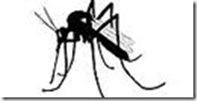 Mosquito