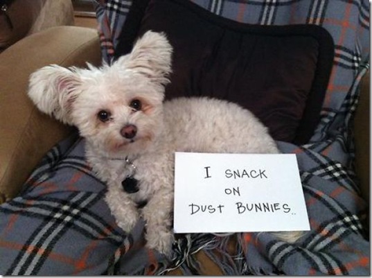 dog-shaming-bad-23