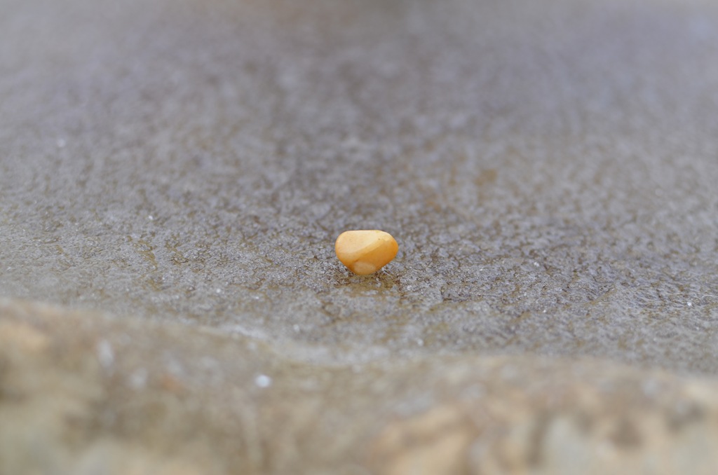 [DSC_0034%255B4%255D.jpg]