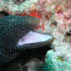 White-mouth moray