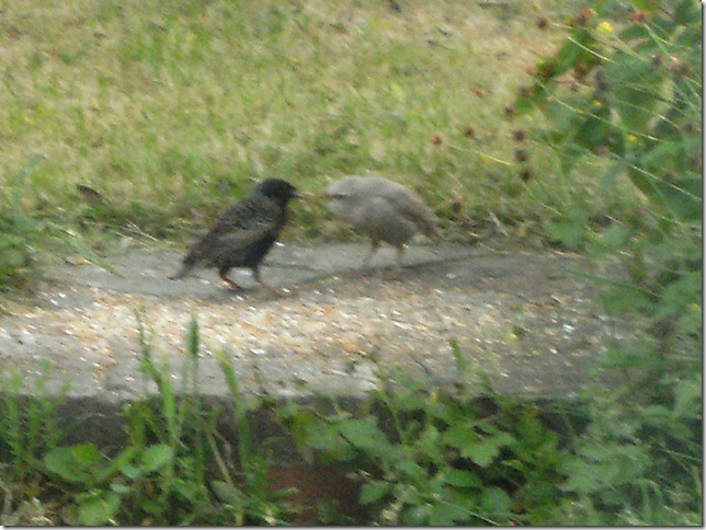 200613_White_Starling_Baby_2 200613_White_Starling_Baby_2
