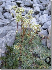 IMG_1009 IMG_1009
