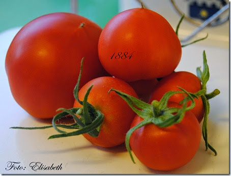 Tomater 6 aug 14 027 Tomater 6 aug 14 027