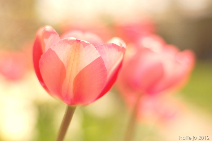 Pink7 Pink7