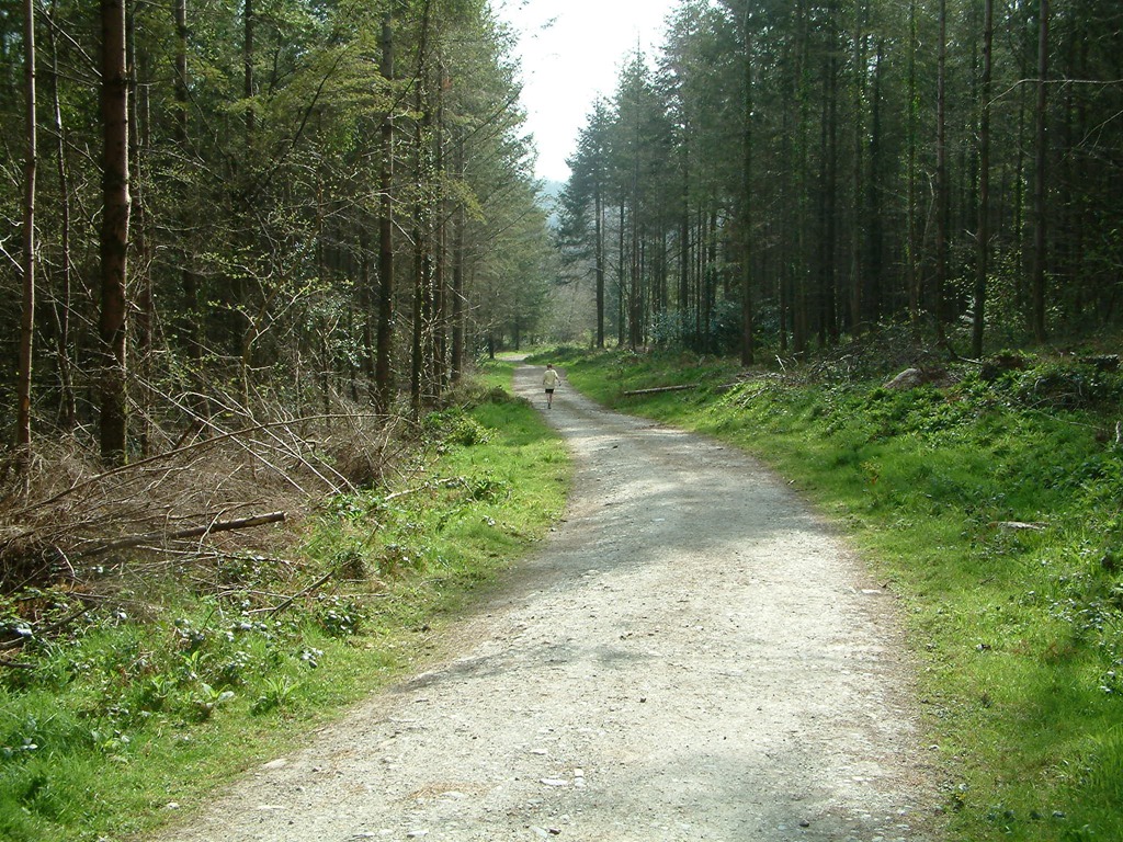 [forest-path-ireland%255B3%255D.jpg]