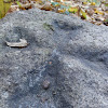 dsc03934.jpg