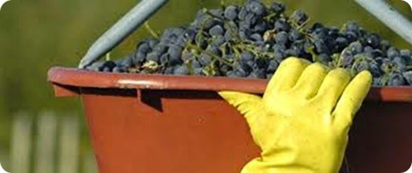 la-ruta-del-vino-en-Rio-Negro1_thumb la-ruta-del-vino-en-Rio-Negro1_thumb