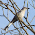 Dscf1335