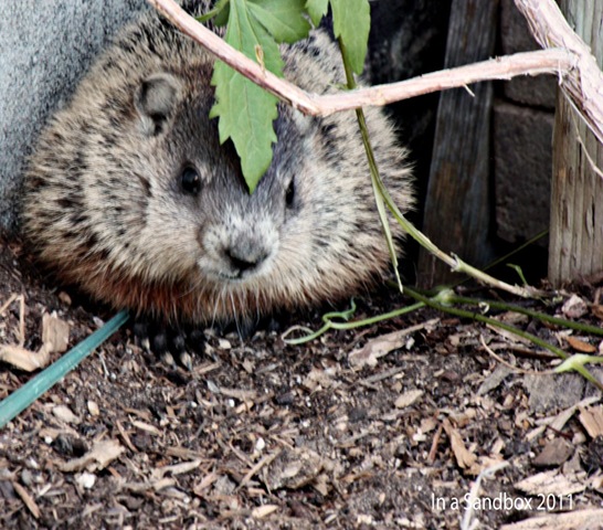 [ground-hog-coming-out-hole%255B4%255D.jpg]