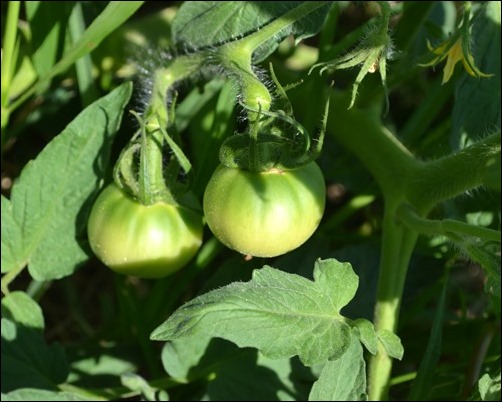 tomatoes tomatoes