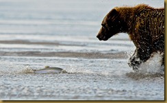 bear chasing salmon_ROT1736  NIKON D3S September 01, 2011