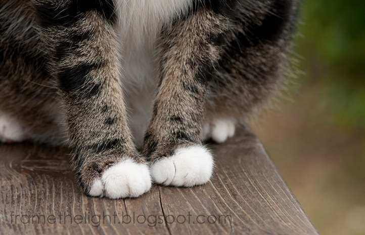 Cats macro-5-1