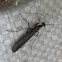 Bark Mantid