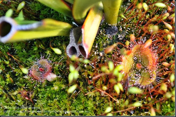 Drosera burmannii