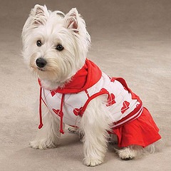 [roupa%2520de%2520cachorro%255B4%255D.jpg]