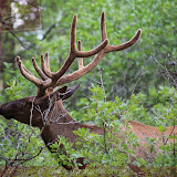 Elk na floresta, saindo do Grand Canyon - AZ