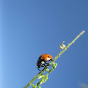 Ladybird