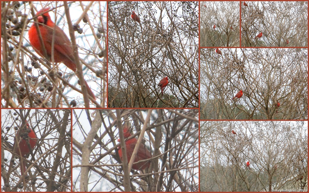 [male%2520cardinals%2520in%2520tree%255B15%255D.jpg]