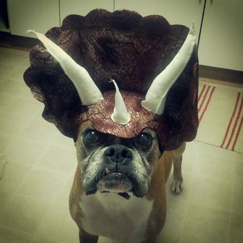 [funny-animals-cute-20%255B2%255D.jpg]